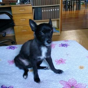 (안산 본오동) 우리 강아지 깜둥이를 찾아주세요! ㅠ