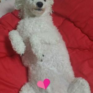 동대문구 제기동 /// 흰색 푸들 실종신고합니다