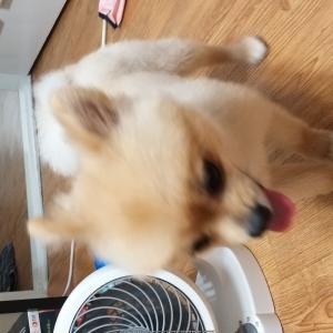 경남 김해시 진영 온누리아파트근처에서 발견 했습니다.