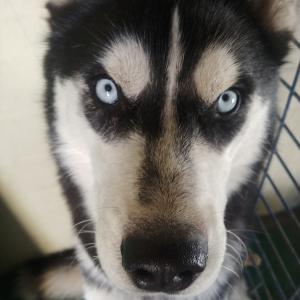 19.11.24 금정역 부근 시베리안허스키(수컷) 실종