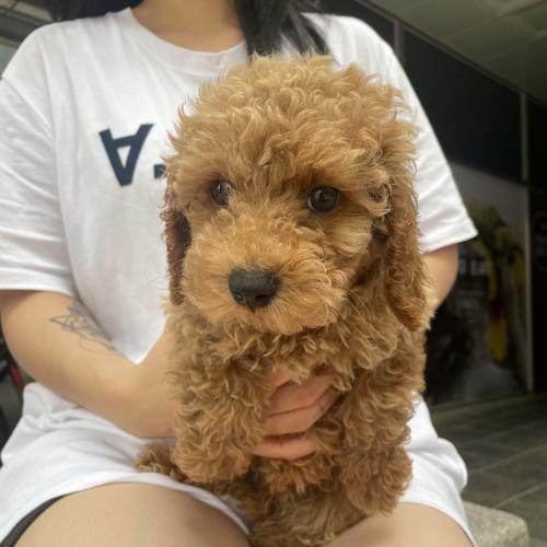 단순변심으로 파양된 이제 막 3개월 되가는 아기 푸들 임보중입니다 (작은 사이즈 아닙니다)