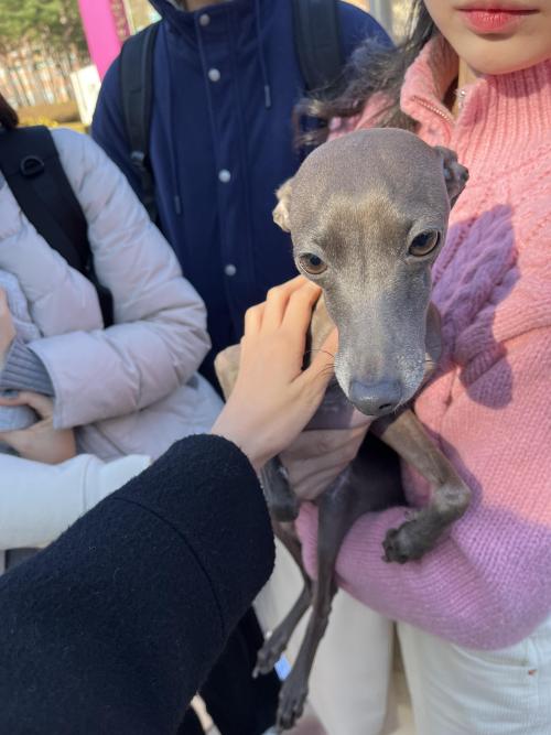 경기 안양 경인교대 경기캠) 회색 강아지를 발견했습니다.
