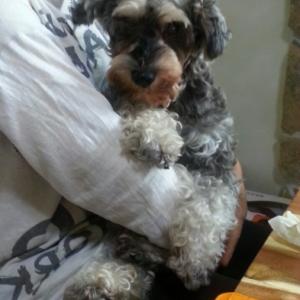 우리 로즈 좀 찾아주세요 16살 노견 슈나우저입니다.