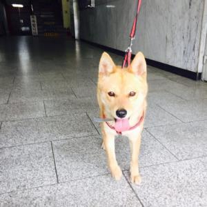 경기도구리시교문동/밀알교회근처/진돗개6~8개월 여아/10~12kg추정 주인분 찾아요. 제발 찾아주세요.