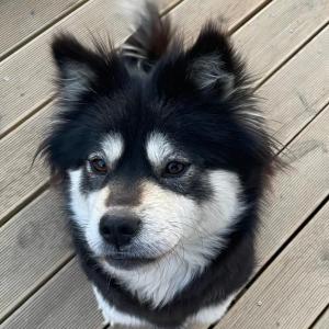 장모 블랙탄 진돗개 믹스 곰순이를 찾습니다.