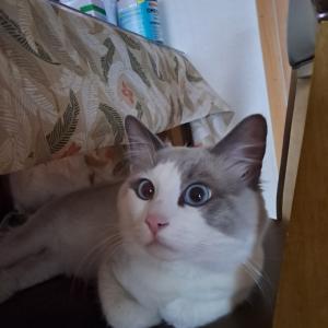 고양이 찾습니다/사상구괘법동/눈파랑.희색에회색털,사례금있슴/털 깍인상태