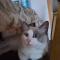 고양이 찾습니다/사상구괘법동/눈파랑.희색에회색털,사례금있슴/털 깍인상태