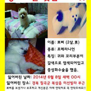 뽀삐를 찾습니다.도와주세요ㅠㅠ