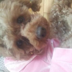 갈색 토이푸들 보리 찾아요