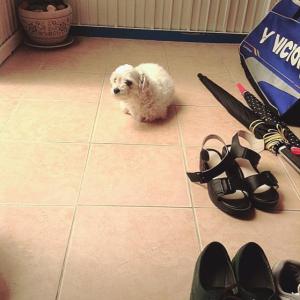 동래구 명장동 힌색 곱슬 말티즈 뚱이를 찾습니다