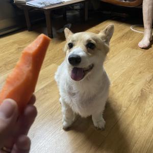 인천 연수구 청학동 청학근린공원 부근 강아지 납치