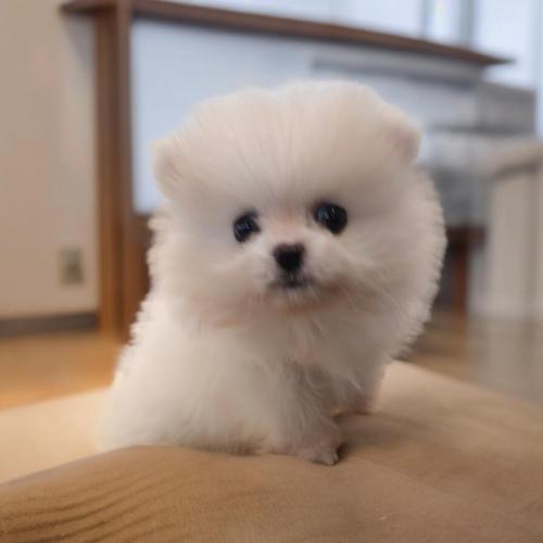 아기 포메라니안  솜이 가족 찾습니다