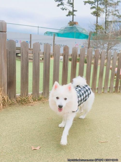 스피츠 여아 애교쟁이 대박이 분양합니다.