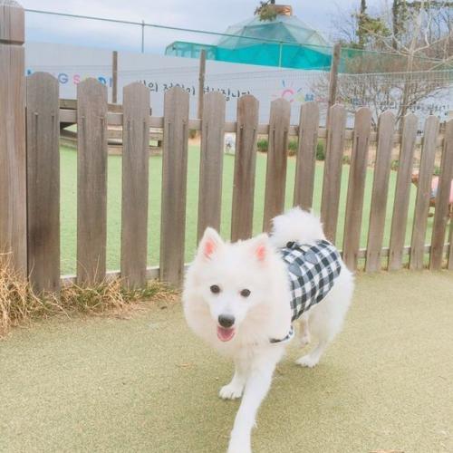 스피츠 여아 애교쟁이 대박이 분양합니다.