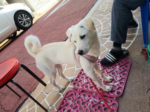 강아지 찾을수 있게 도와주세요