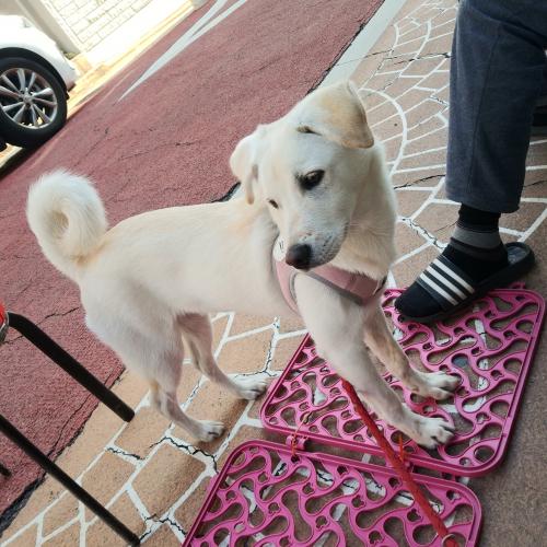 강아지 찾을수 있게 도와주세요