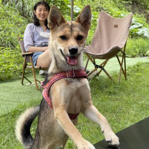 삼색 진도믹스견 8kg 강아지 찾아요