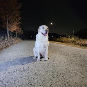 애뜻사게 우리 순이를 찾습니다