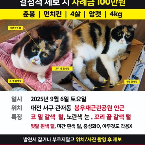삼색고양이 춘봉이를 찾습니다