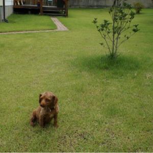 갈색 푸들 콜라를 찾습니다!!(전남 영암)