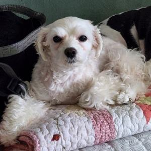 상패동에서 잃어버린 하얀색 말티푸 찾습니다