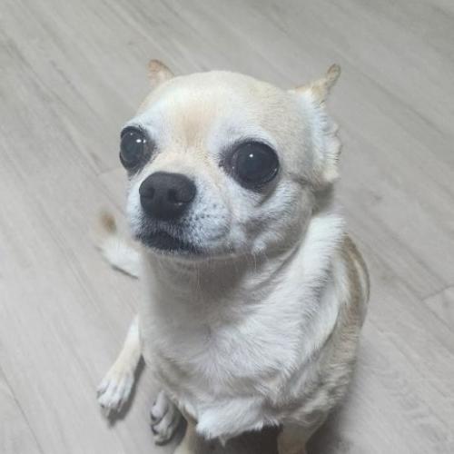 주인을 찾습니다