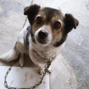 정림동  민국이를 찾아요=>찾았어요.(2틀만에 집에 돌아왔어요))