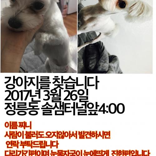 성북구 정릉동 오후5시경 잃어버린 강아지를 찾습니다