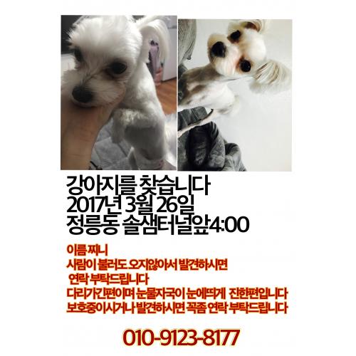 성북구 정릉동 오후5시경 잃어버린 강아지를 찾습니다