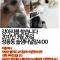 성북구 정릉동 오후5시경 잃어버린 강아지를 찾습니다