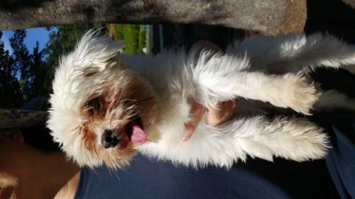 계산동 여아말티즈