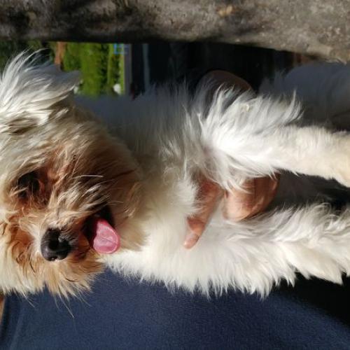 계산동 여아말티즈