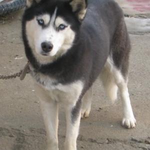 고양이 강아지 를 보호 중 입니다