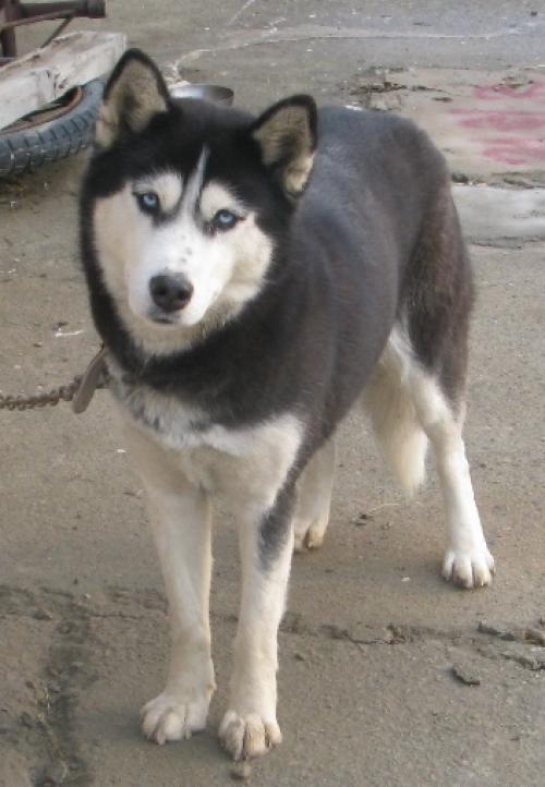 고양이 강아지 를 보호 중 입니다