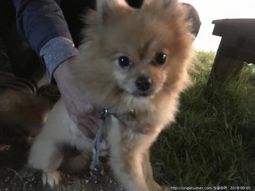 경주 포메라이언 갈색강아지 잃어버리신분!