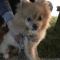경주 포메라이언 갈색강아지 잃어버리신분!