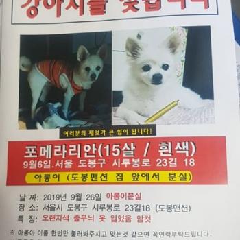 아롱이를찿아주세요