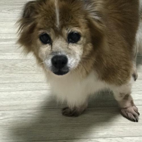 주인을 찾습니다!