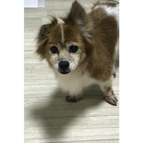 주인을 찾습니다!
