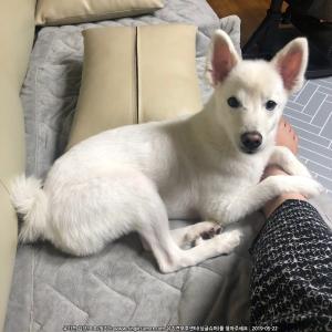 성남시 중원구 모란시장 - 탄천 LH 아파트 부근에서 사라진 스피츠를 찾아요