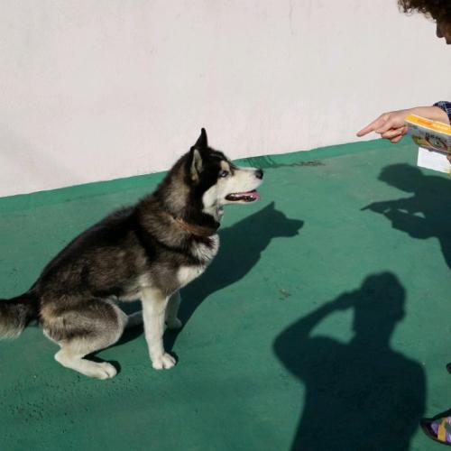 시베리안 허스키 분양합니다