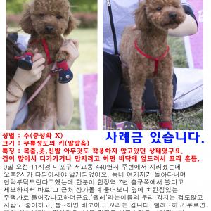 초코푸들 렐레를 찾습니다. 2살 숫컷 꼬리0, 중성화x 합정사거리/마포구 인근에서 잃어 버렸습니다.