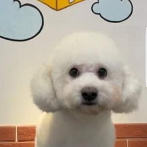 (찾았어요)순천에서 찾아요 이름은 구름이에요