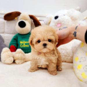 [35만원] 사랑스러운  미니 말티푸 왕자님 분양해요