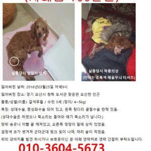 (경기 오산시)저희아이 밍이 찾습니다.