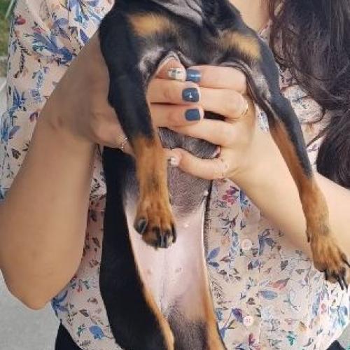 미니핀 보호중입니다