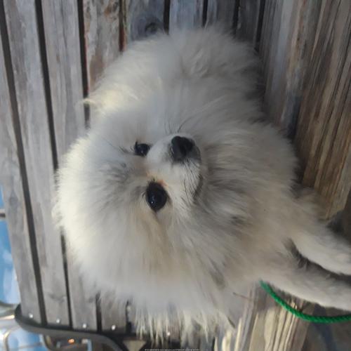 포메 임시 보호중입니다.