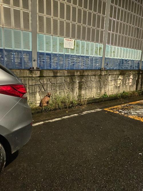 푸들강아지 구조요청