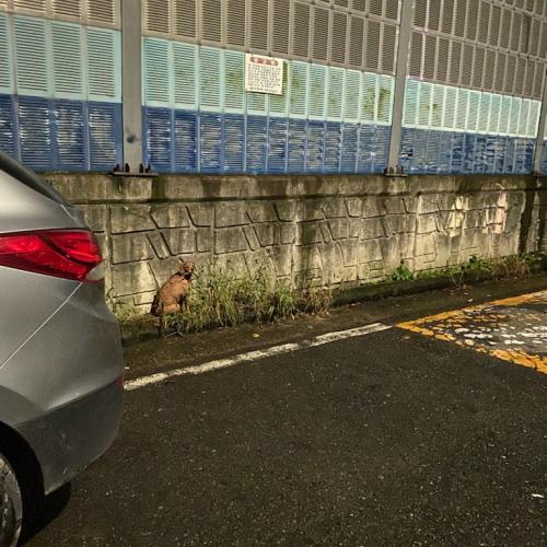 푸들강아지 구조요청