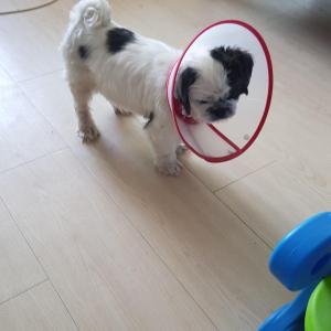 저희집몽룡이시츄찾아주세요